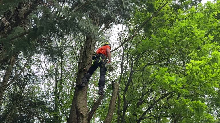 How Our Tree Care Process Works  in Grand Forks, ND